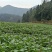 湖北恩施土特产硒土豆老品种马尔科软糯香甜