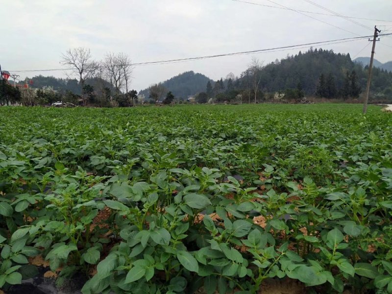 湖北恩施土特产硒土豆老品种马尔科软糯香甜