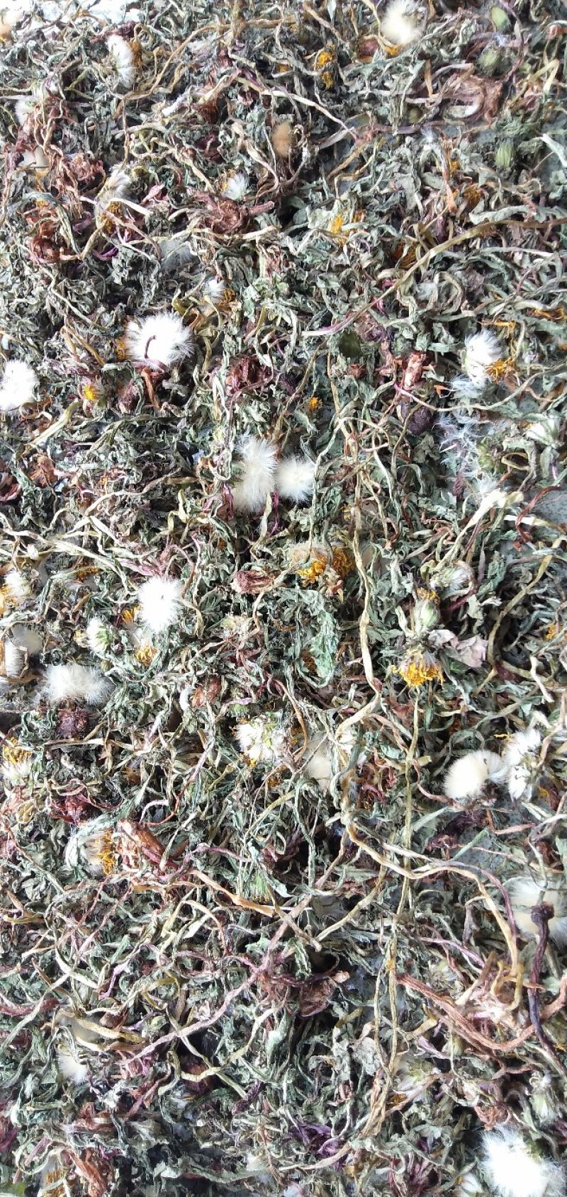 野生干蒲公英