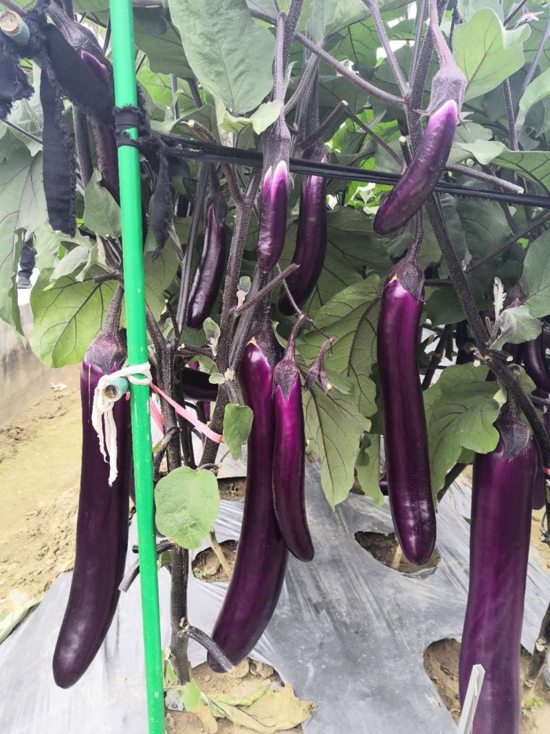 茄子苗（紫红长茄28-35公分）