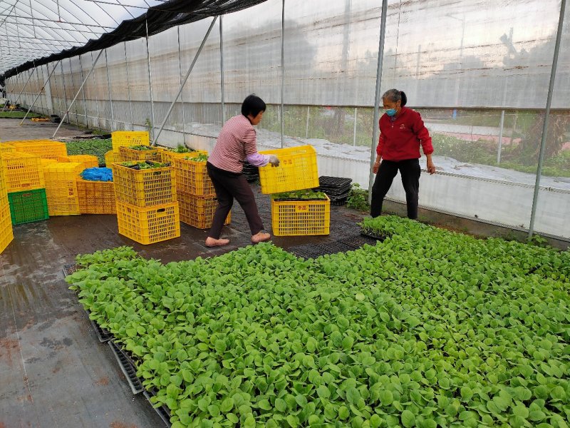 茄子苗（紫红长茄28-35公分）