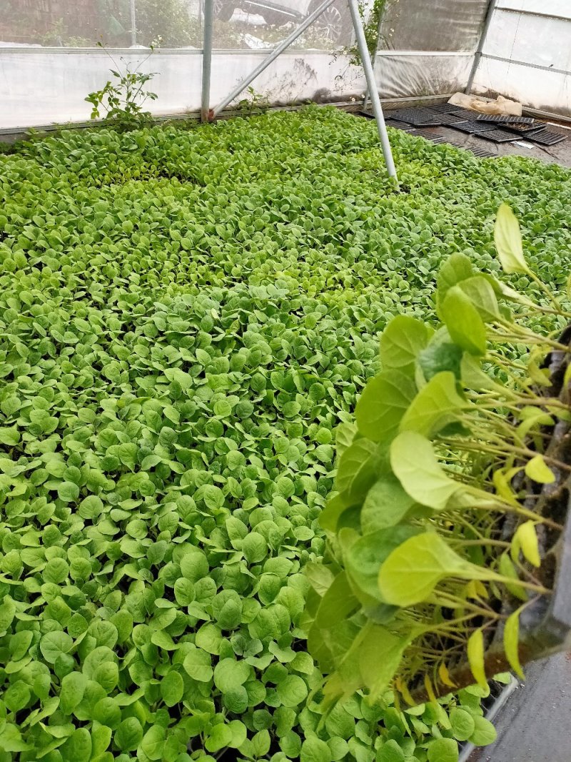 茄子苗（紫红长茄28-35公分）