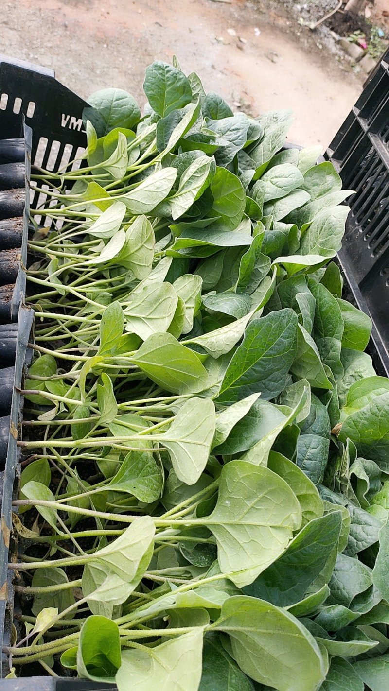 茄子苗（紫红长茄28-35公分）