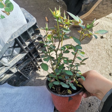 微型玫瑰盆栽基地直发