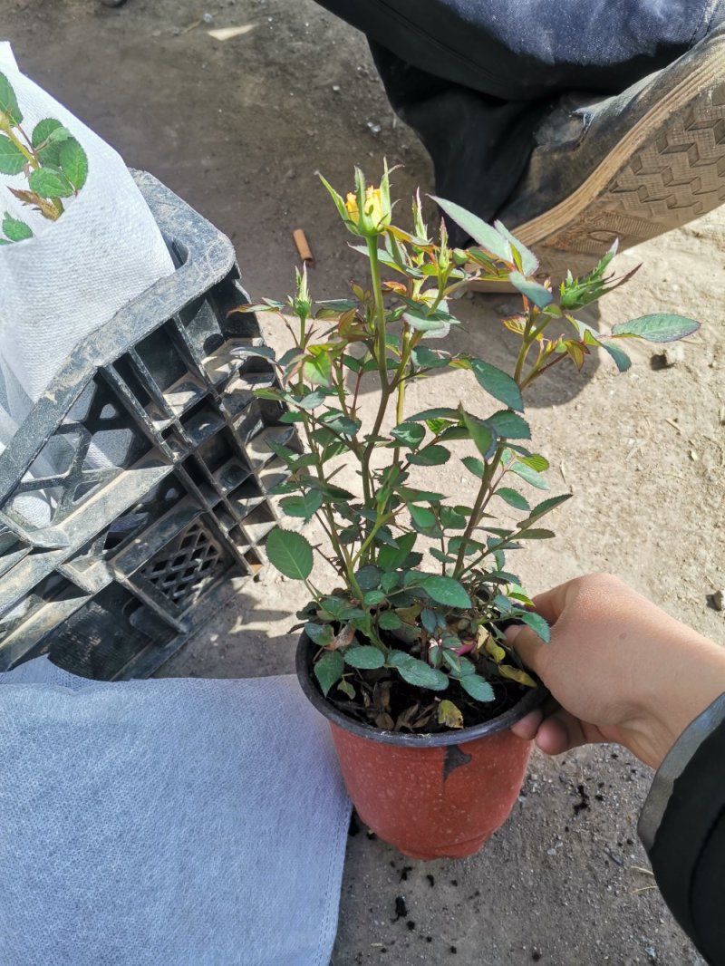 微型玫瑰盆栽基地直发