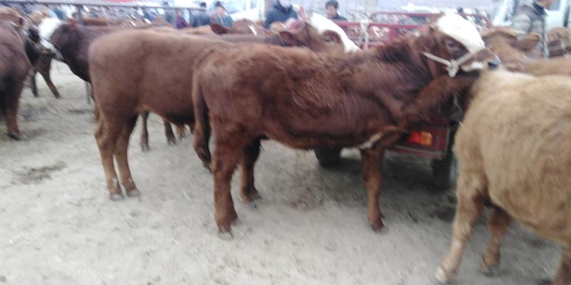 牛犊，300斤左右的，大量有货，价格在五千到七千
