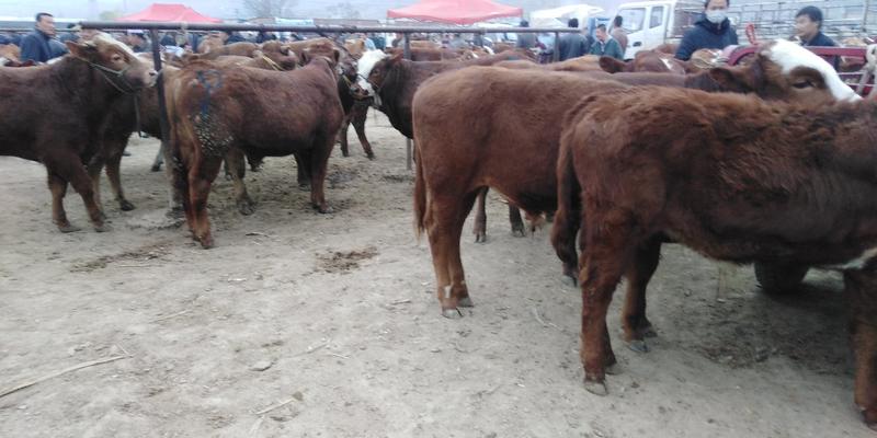 牛犊，300斤左右的，大量有货，价格在五千到七千