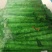 红叶香莴苣青皮青肉50厘米大量供应