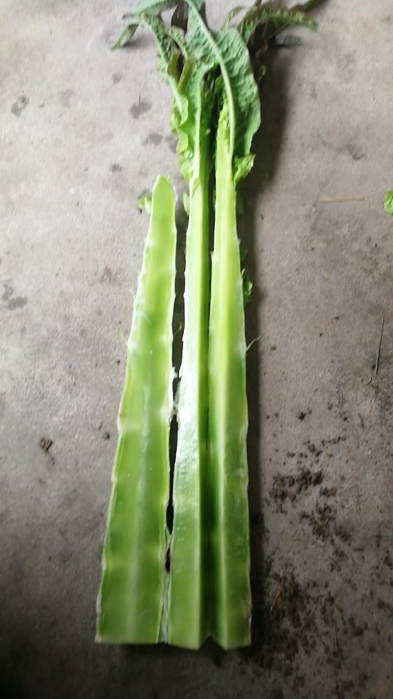 红叶香莴苣青皮青肉50厘米大量供应