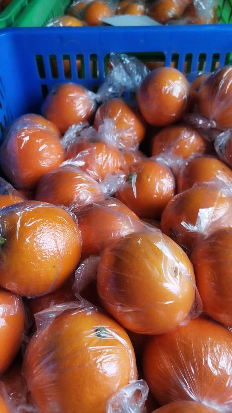 湖南冰糖橙，5斤装，电商款，支持一件代发