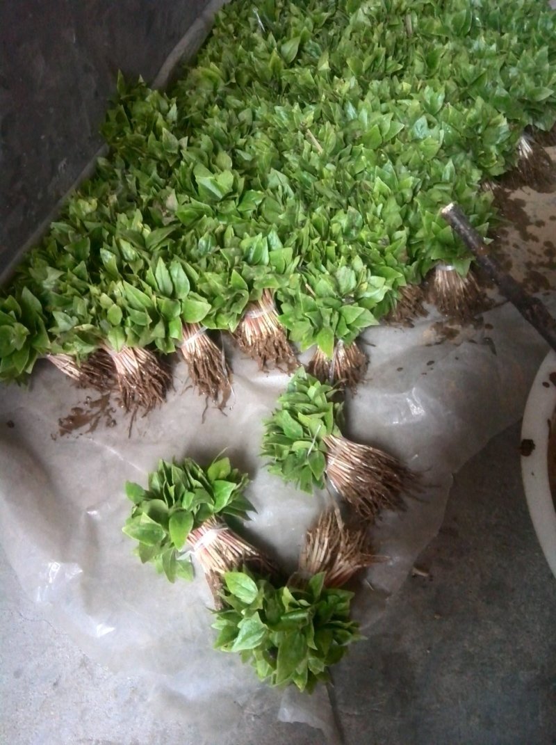 辛夷芽苗，辛夷苗，玉兰芽苗，玉兰苗，玉兰嫁接沾木