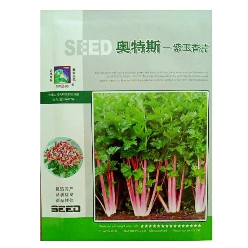 紫玉香芹种子红芹菜种籽红色紫色野生盆栽蔬菜阳台冬季四