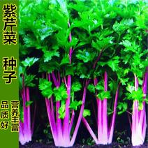 紫玉香芹种子红芹菜种籽红色紫色野生盆栽蔬菜阳台冬季四