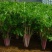 紫玉香芹种子红芹菜种籽红色紫色野生盆栽蔬菜阳台冬季四
