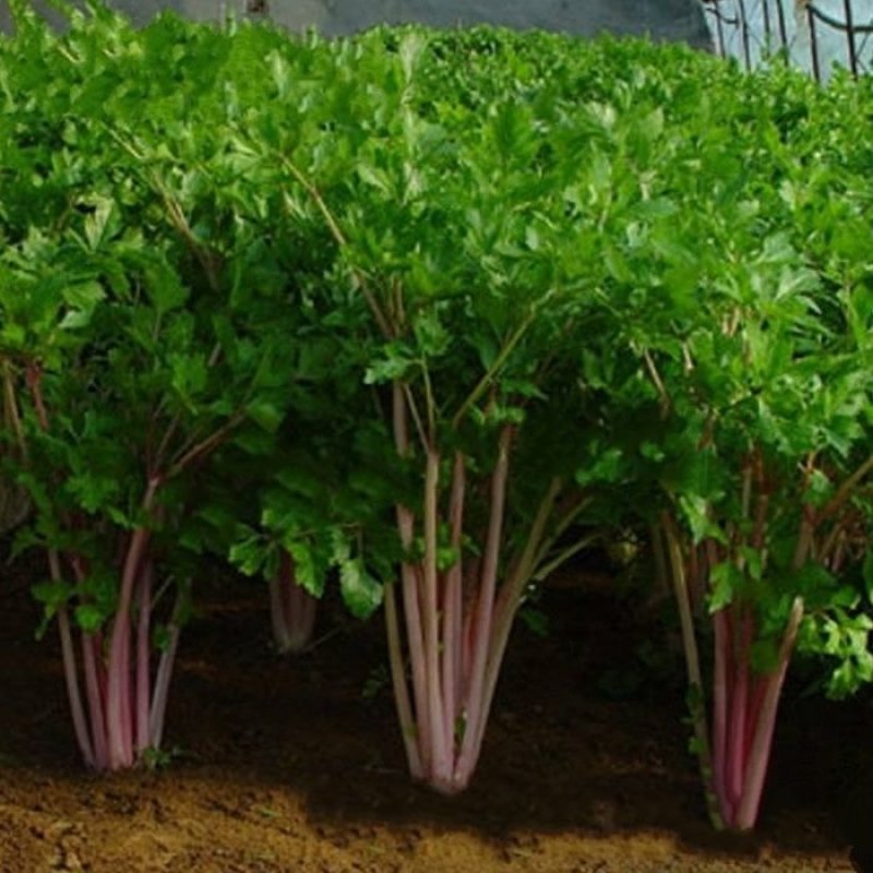 紫玉香芹种子红芹菜种籽红色紫色野生盆栽蔬菜阳台冬季四