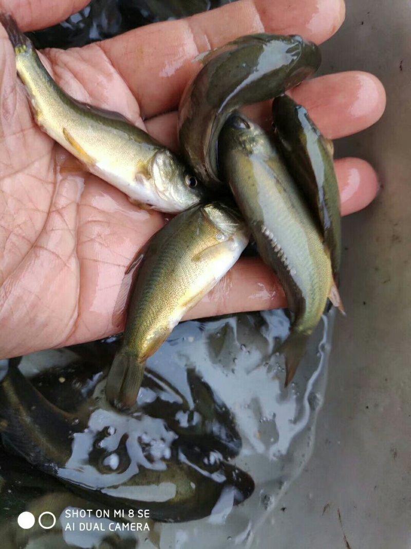 裸鲤苗~出售各种规格鱼苗，及成鱼，欢迎下单咨询
