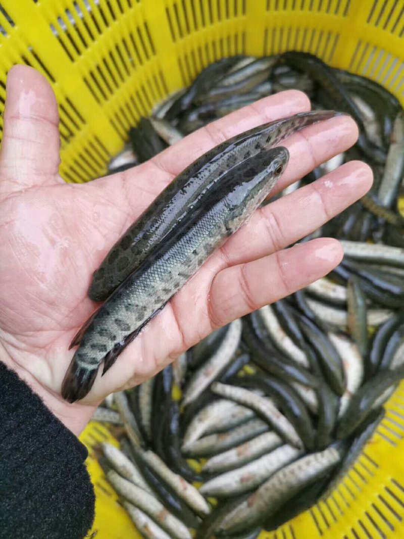 裸鲤苗~出售各种规格鱼苗，及成鱼，欢迎下单咨询