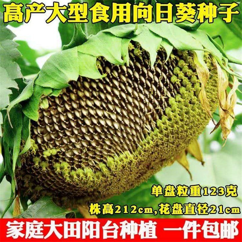大型食用向日葵种子高产瓜子大颗粒矮生葵花油葵盆栽花籽大瓜