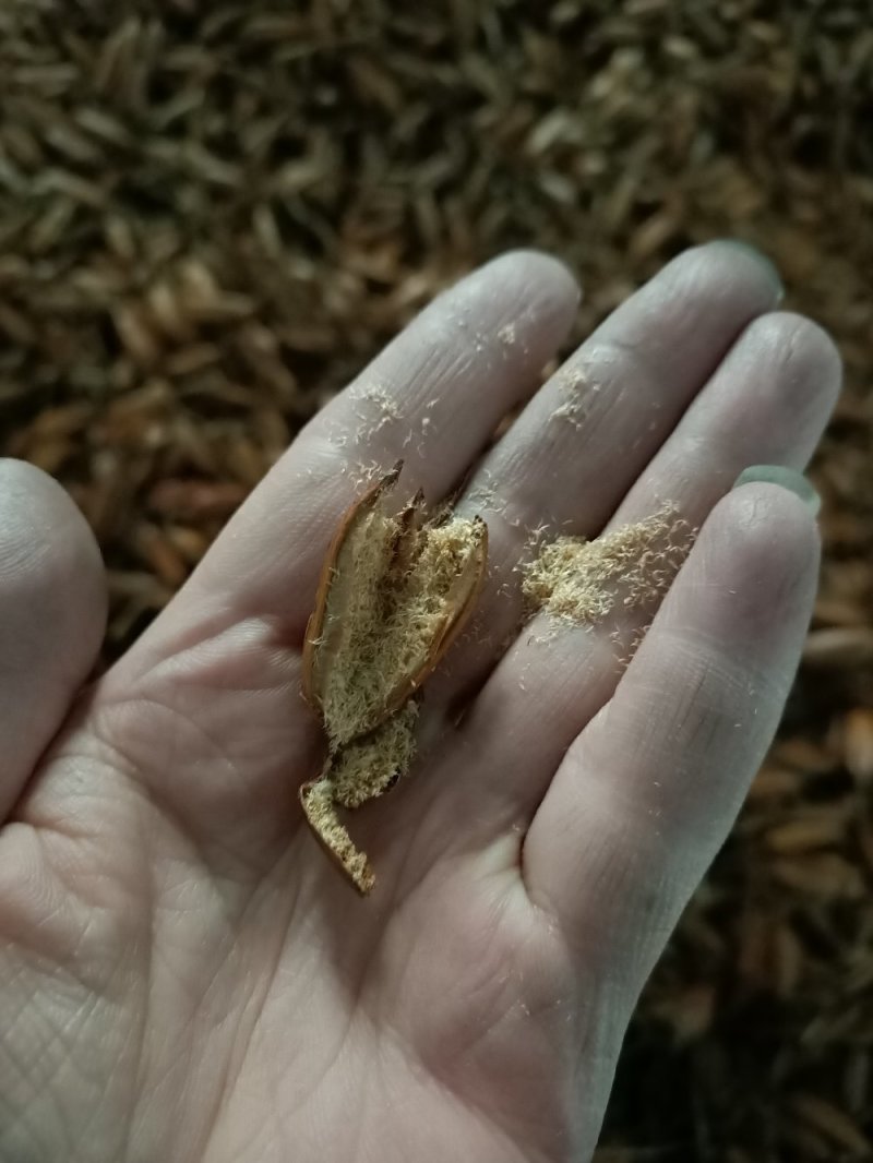 安徽紫花三叉白芨种子白芨果荚白芨干种子