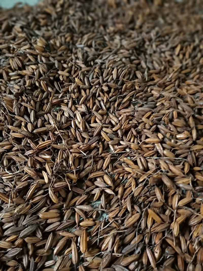 安徽紫花三叉白芨种子白芨果荚白芨干种子