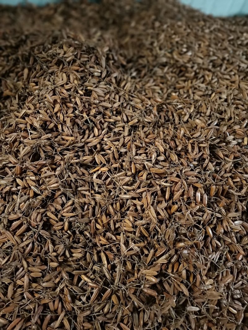 安徽紫花三叉白芨种子白芨果荚白芨干种子