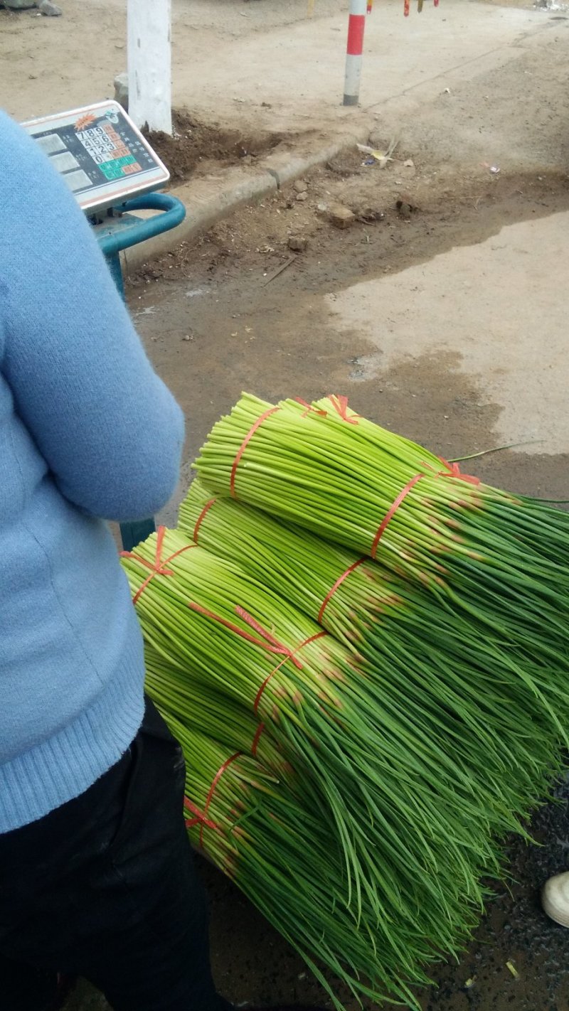 【精品】蒜薹，中牟红帽蒜苔60~70，产地货源，欢迎采购