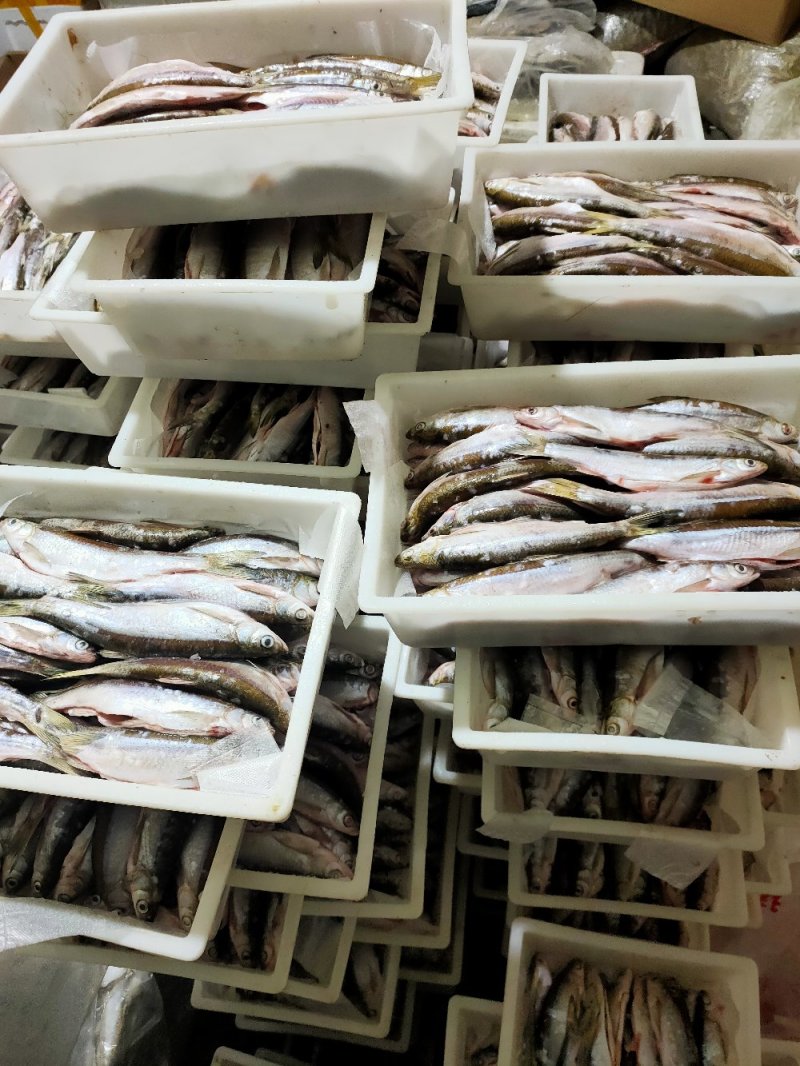 白条鱼，餐条鱼，尖嘴鱼，去脏冻，保证质量