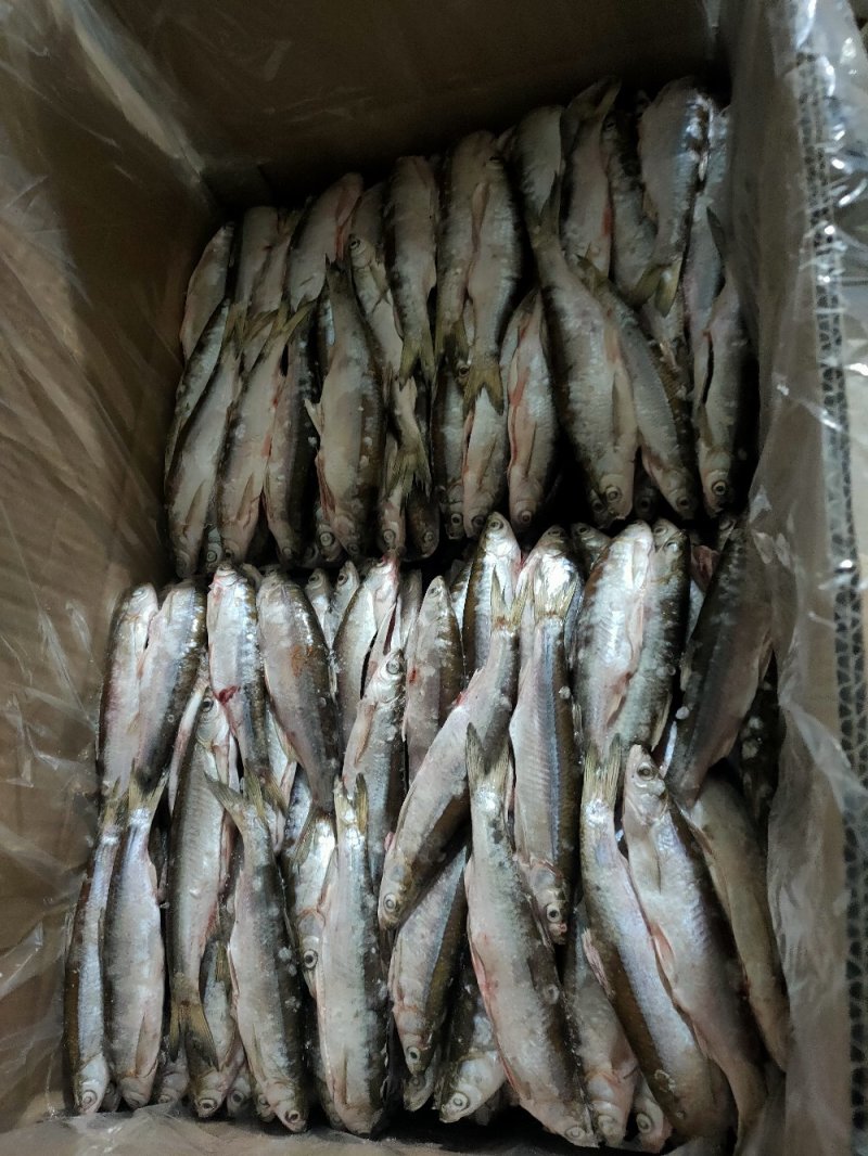 白条鱼，餐条鱼，尖嘴鱼，去脏冻，保证质量