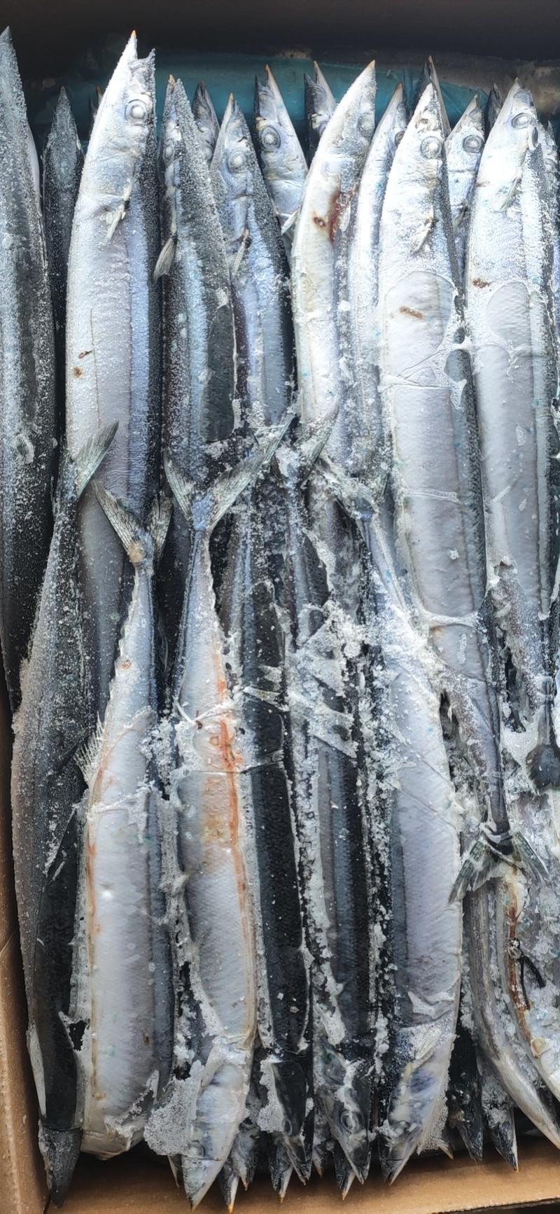 新鲜冷冻秋刀鱼新鲜竹刀鱼秋刀鱼鲜新冷冻深海海鱼烧烤食材