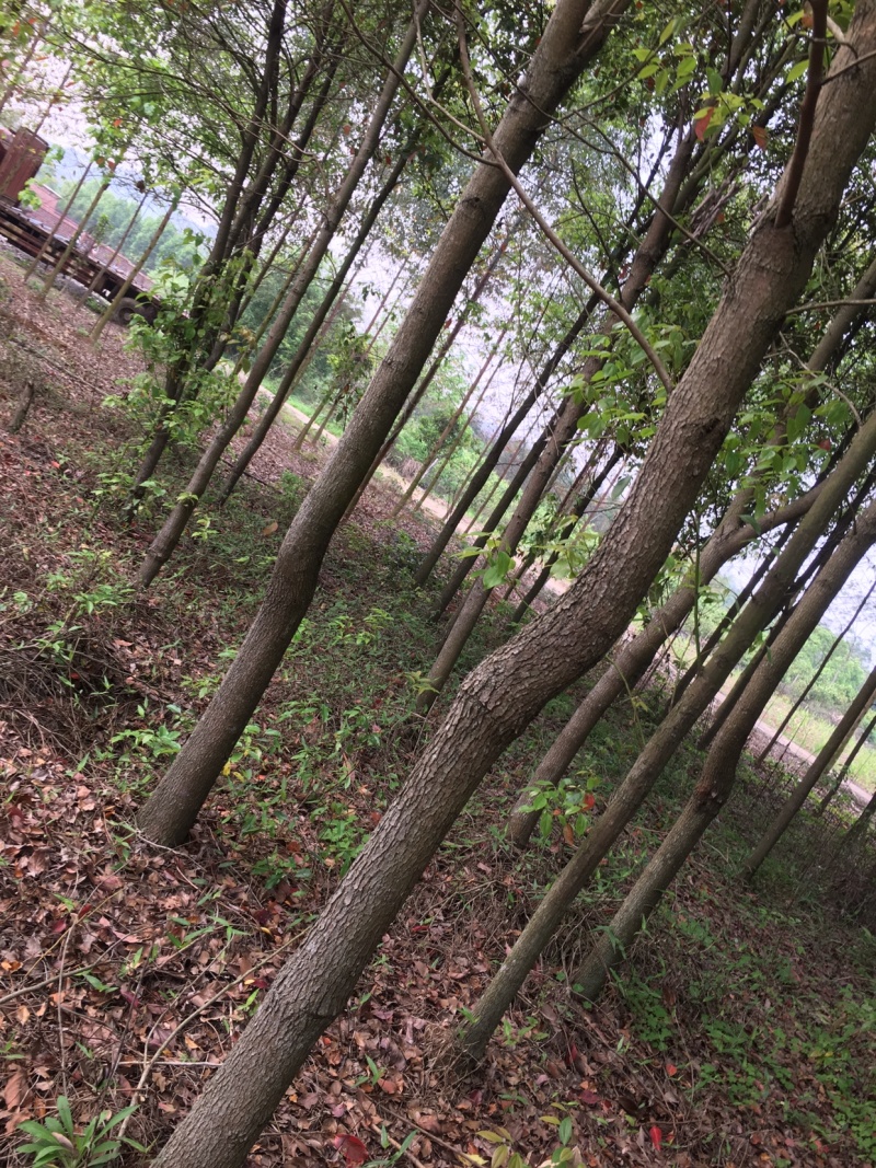 香樟