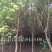 香樟