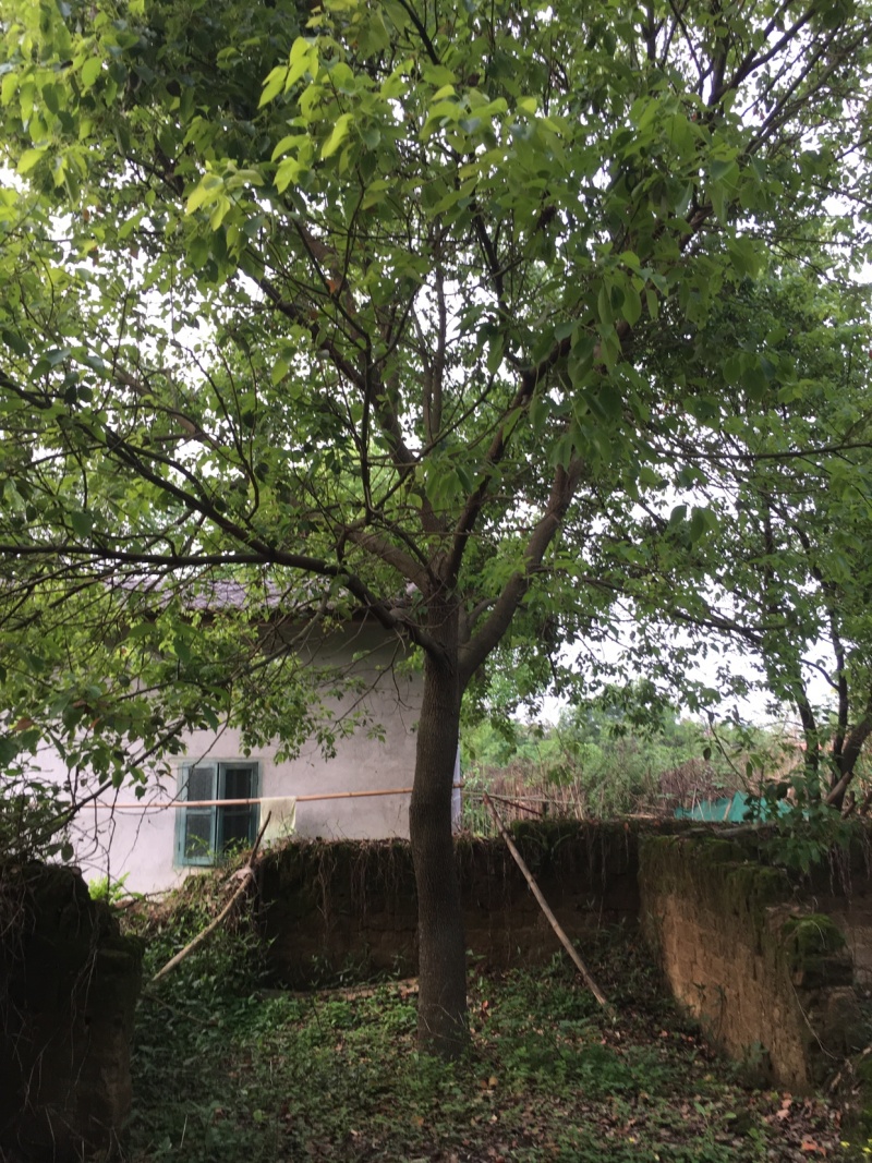香樟