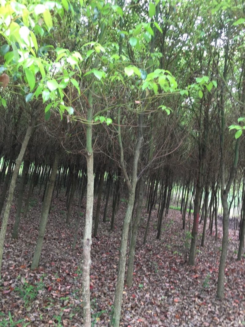 香樟