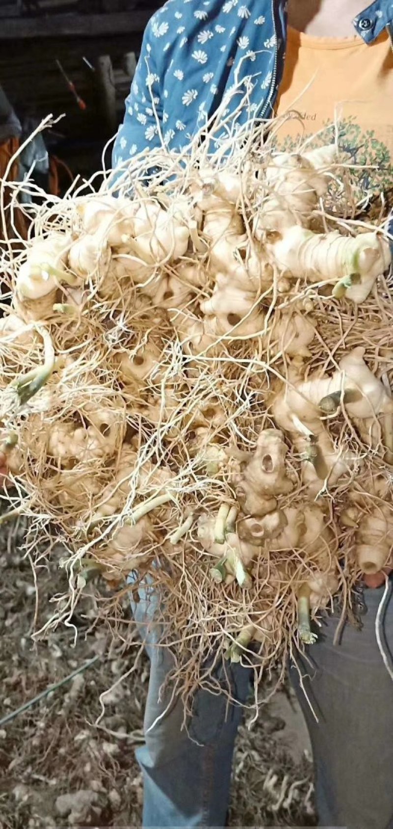 四川姜型甜黄精全芽头