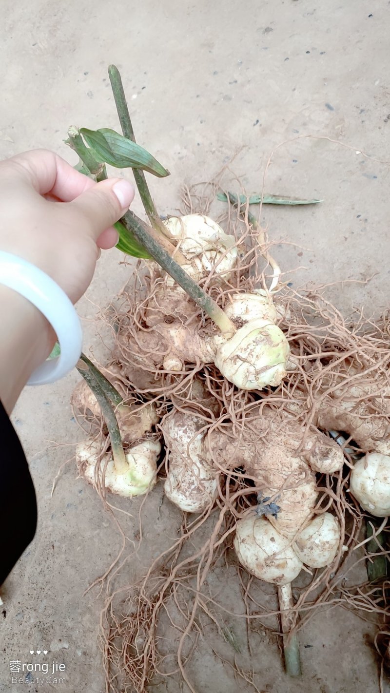 四川姜型甜黄精全芽头