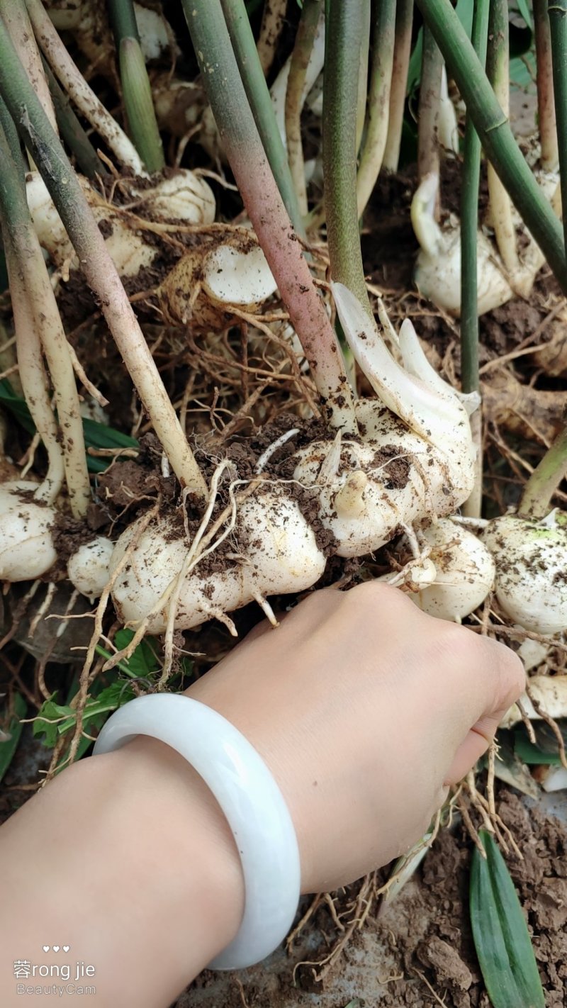 四川姜型甜黄精全芽头