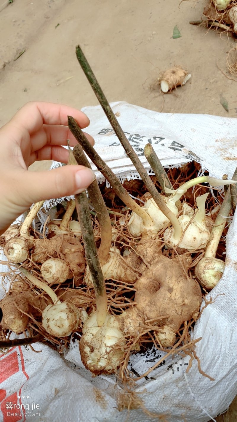 四川姜型甜黄精全芽头