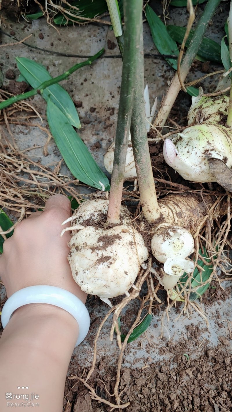 四川姜型甜黄精全芽头