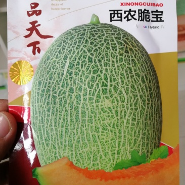 西州蜜25号甜瓜种子西农脆宝，品质好，糖度高，基地推荐！