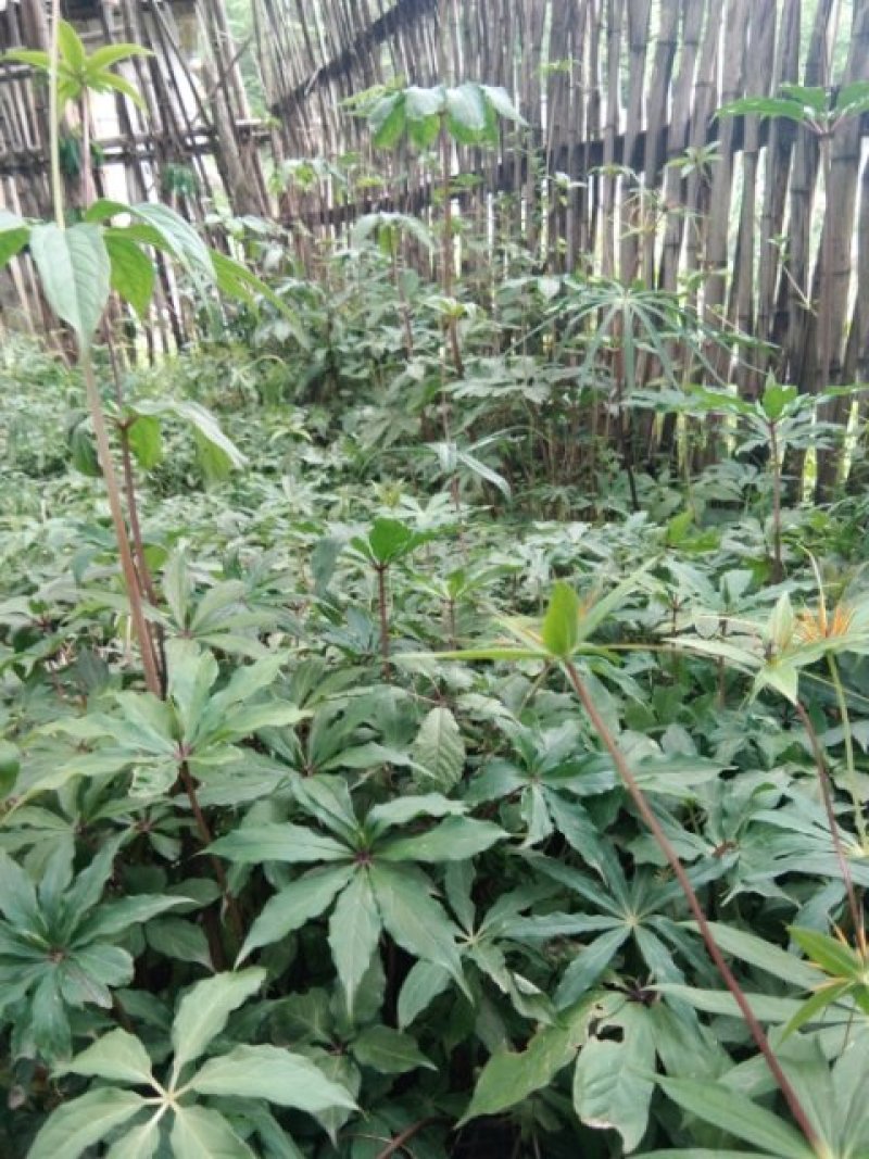 种植