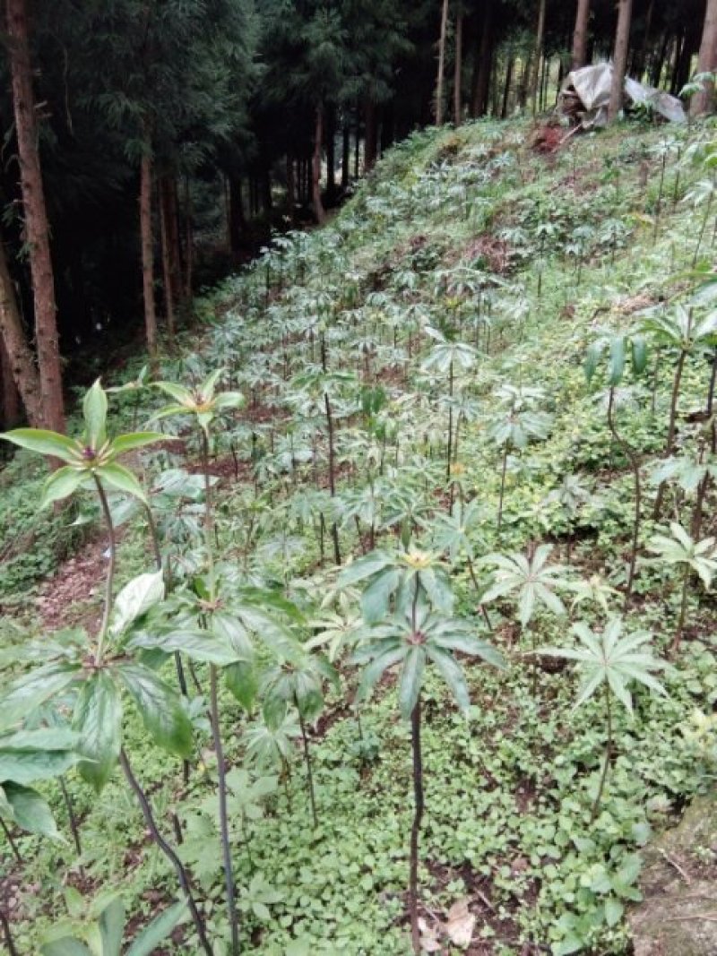 种植