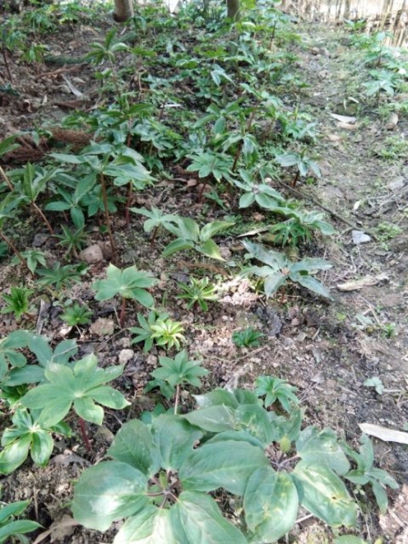 种植