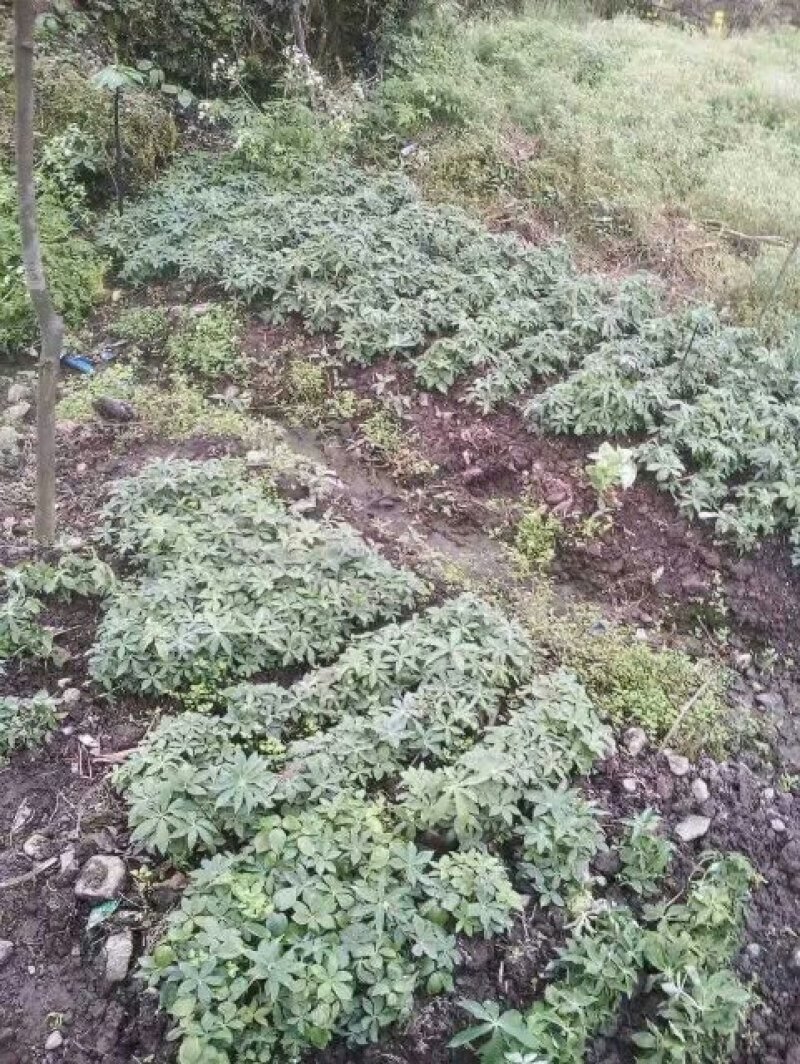 种植