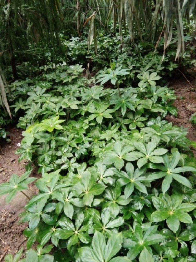 种植