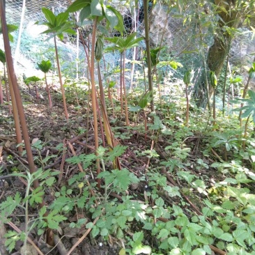种植