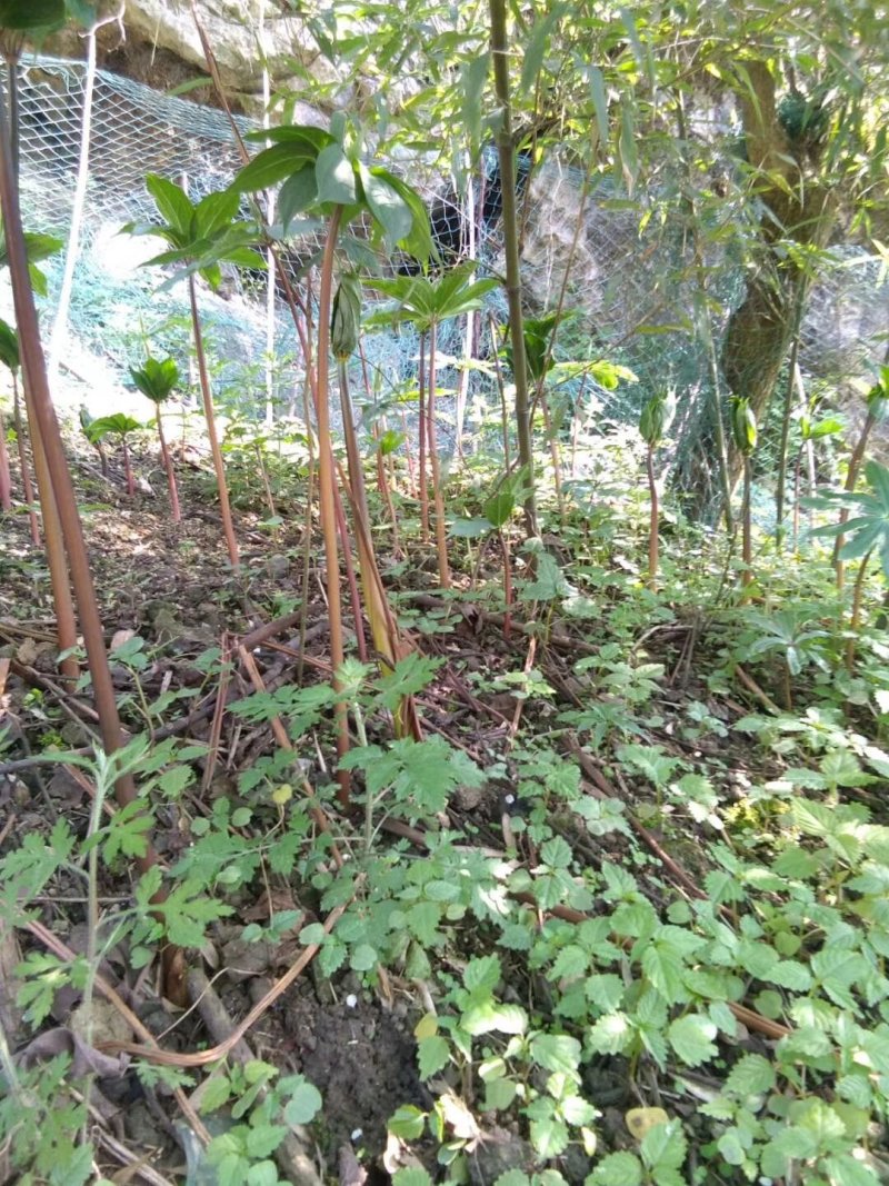 种植