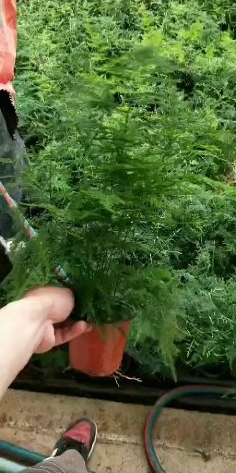 文竹基地（直销）最低0.5大量批发常年有货