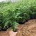 文竹基地（直销）最低0.5大量批发常年有货