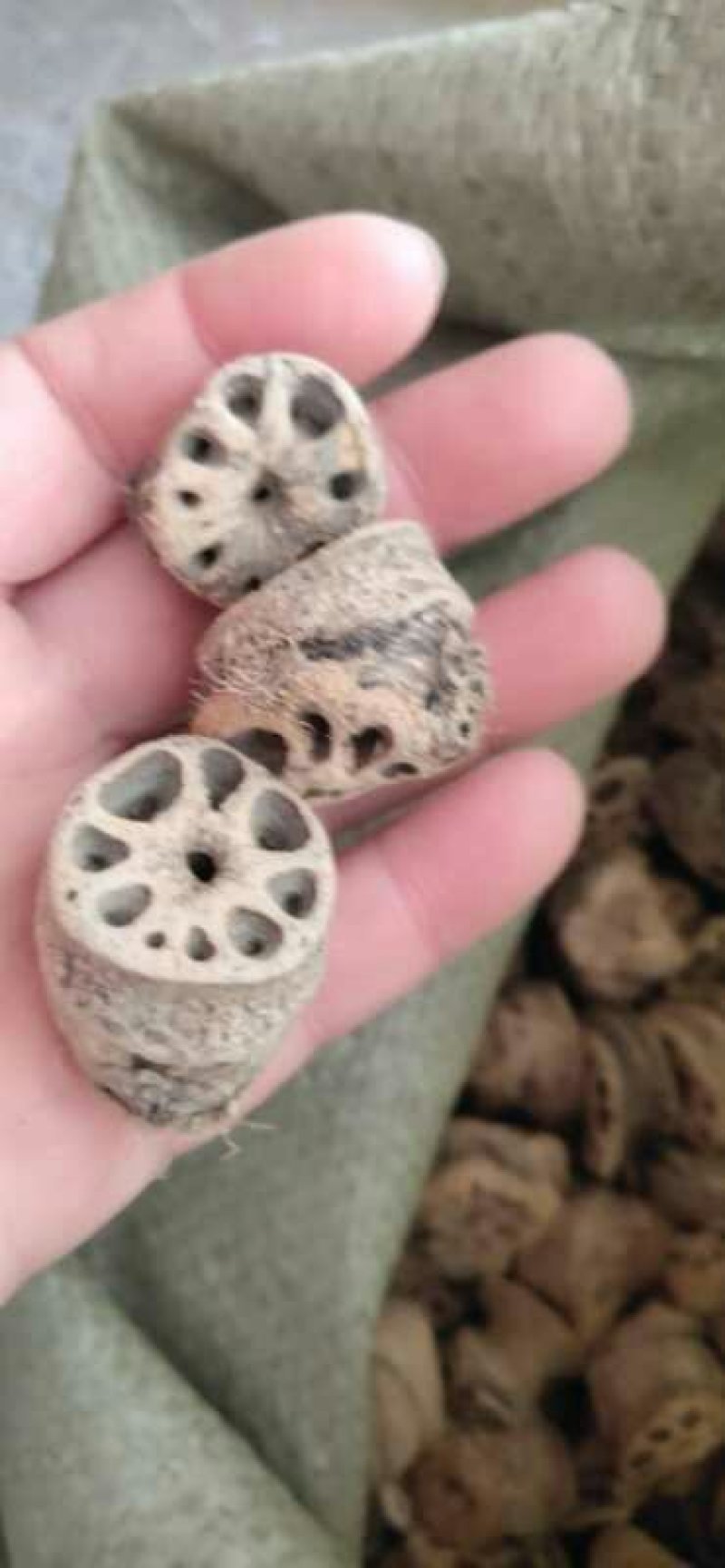 藕节，常年批发供应，藕节