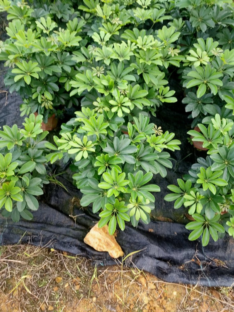 鸭脚木，基地直销物美价廉